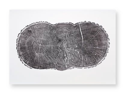 A monochromatic woodcut monoprint depicts a double-lobed oak tree cross-section showing rings, radial lines, and cracks.