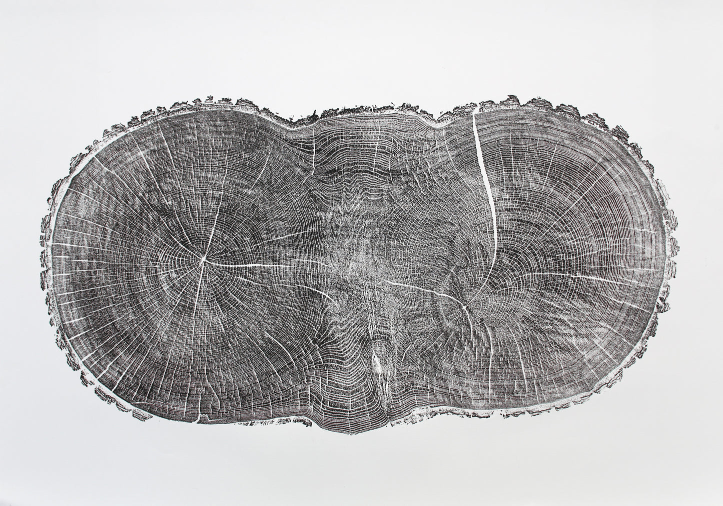 Dark impression of an irregular, elongated oak tree cross-section with prominent growth rings and radial lines.