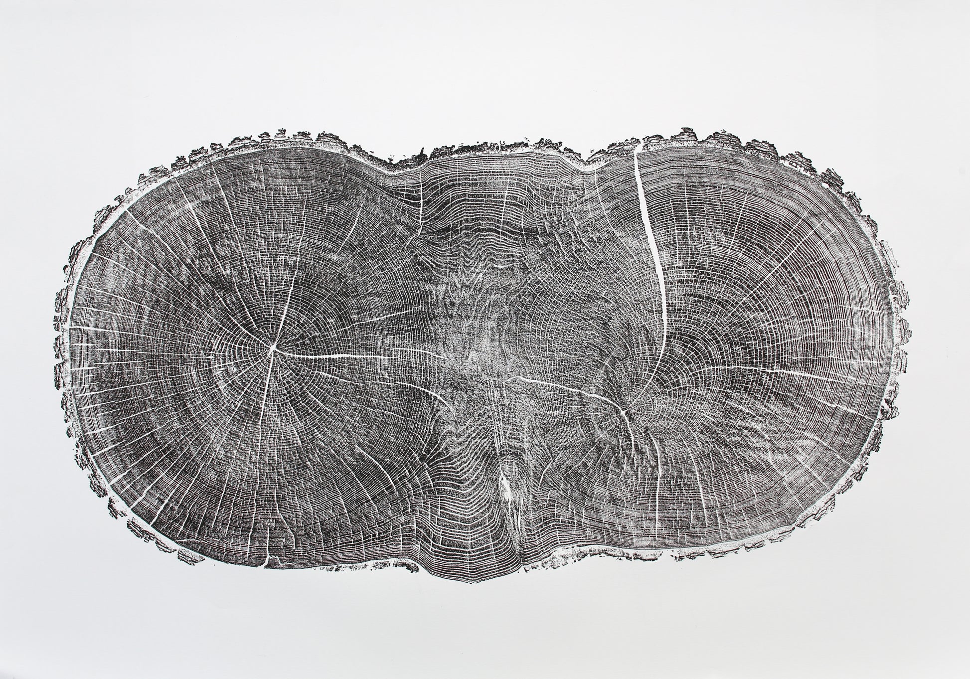 Dark impression of an irregular, elongated oak tree cross-section with prominent growth rings and radial lines.