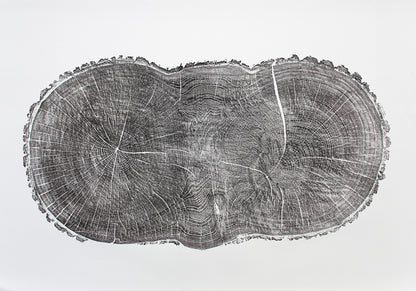 Dark impression of an irregular, elongated oak tree cross-section with prominent growth rings and radial lines.