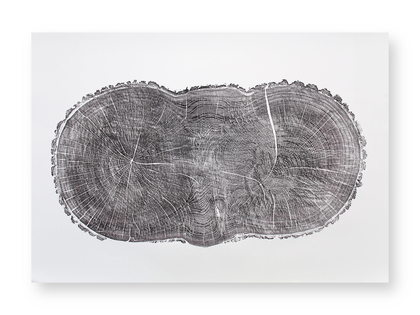 Grayscale woodcut print showing a double-lobed tree cross-section with growth rings, radial lines, and cracks.