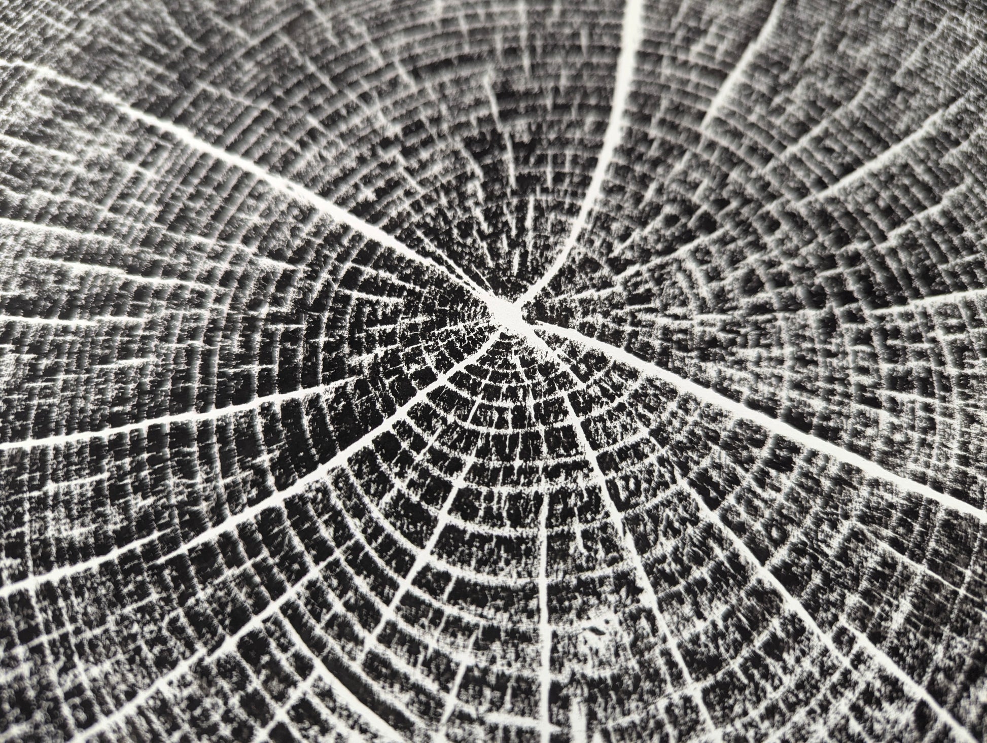 Close-up of a handpulled monoprint depicting intricate black and white oak tree rings and radial lines.