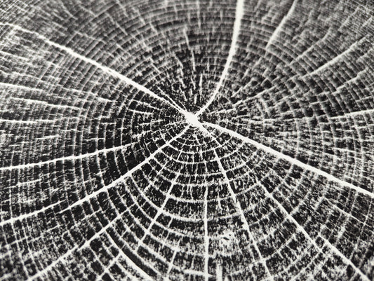 Close-up of a handpulled monoprint depicting intricate black and white oak tree rings and radial lines.