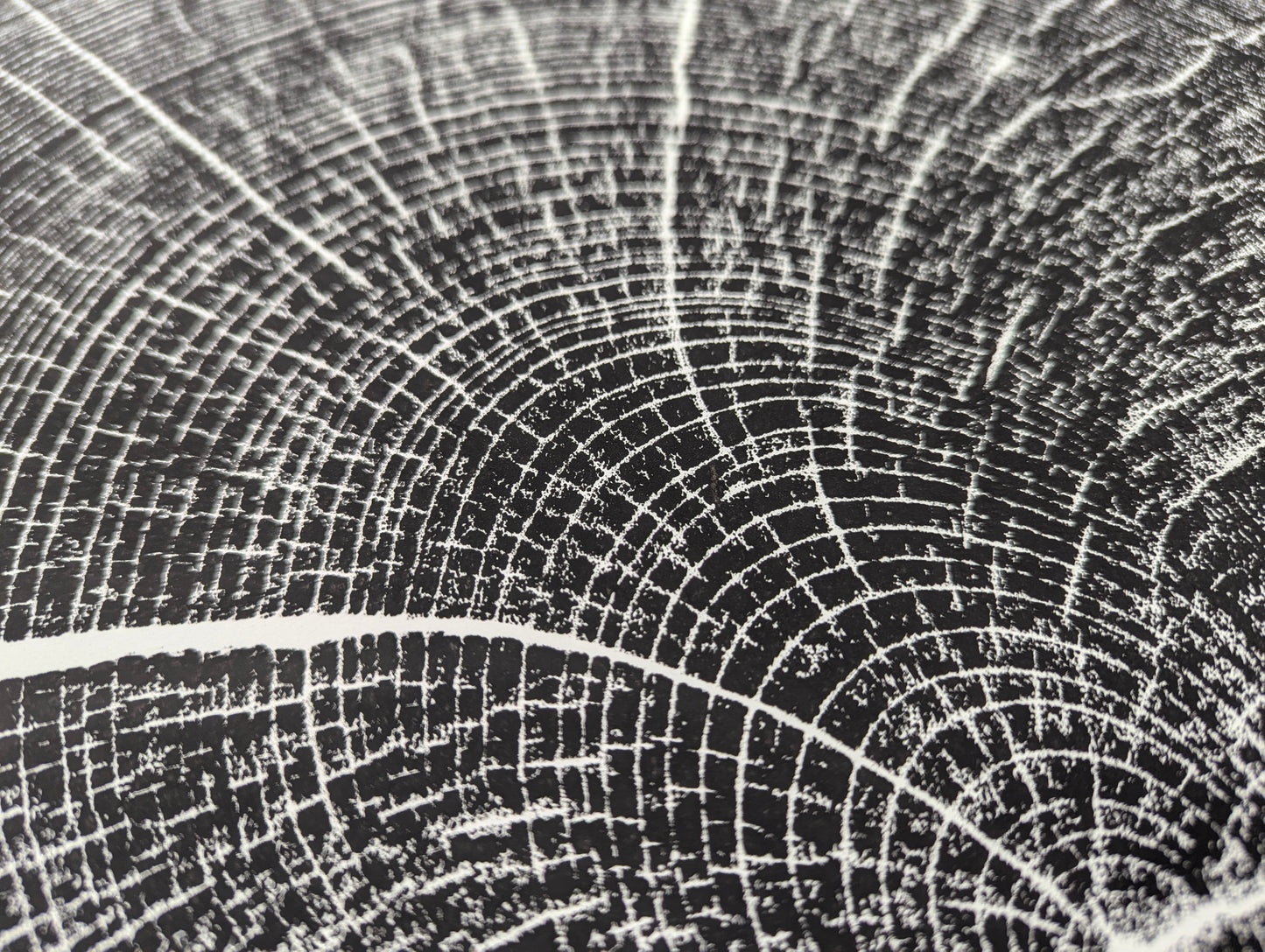 Woodcut print close-up displaying white, textured concentric tree rings and radial lines on a black background.