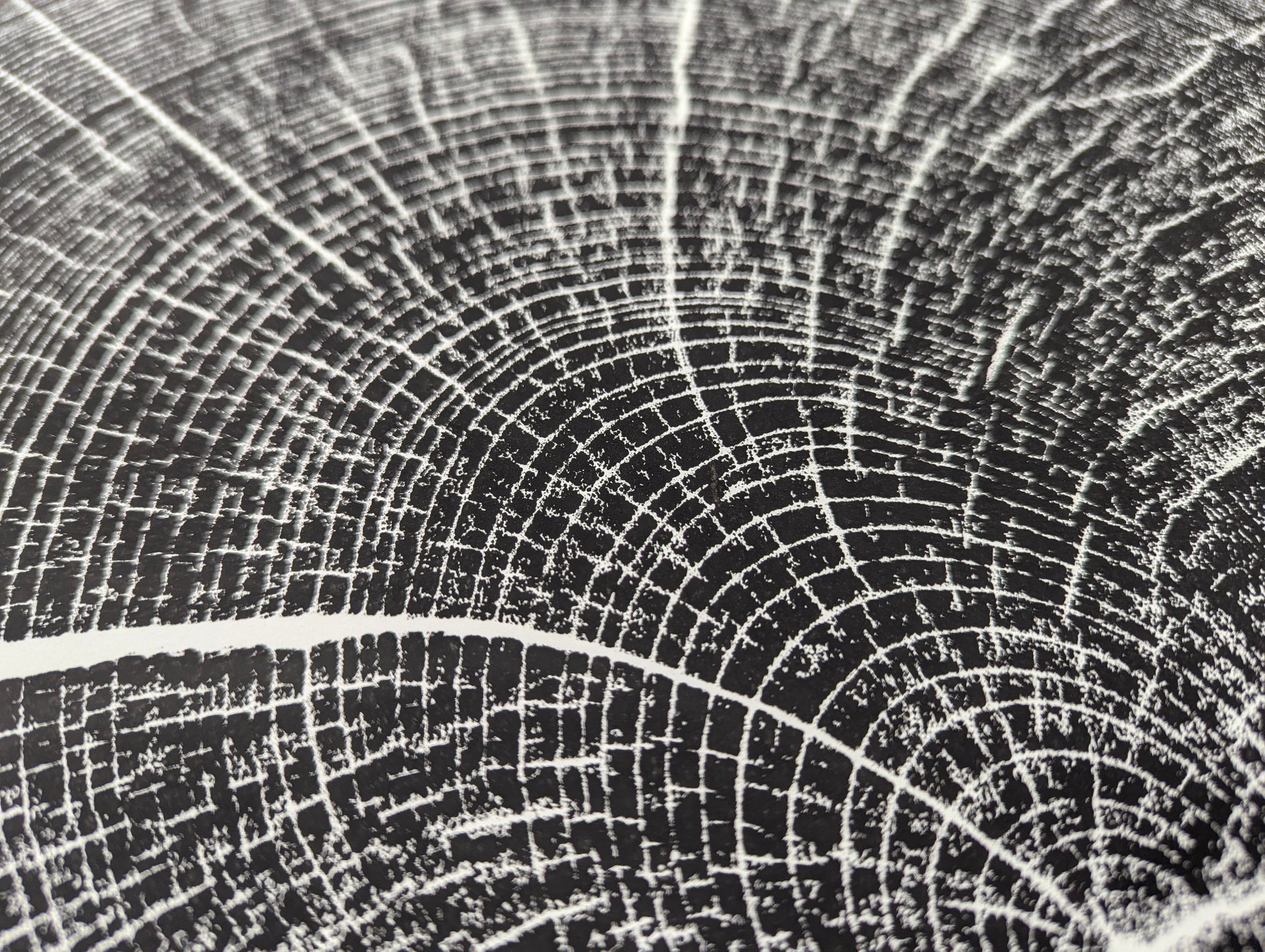 Woodcut print close-up displaying white, textured concentric tree rings and radial lines on a black background.