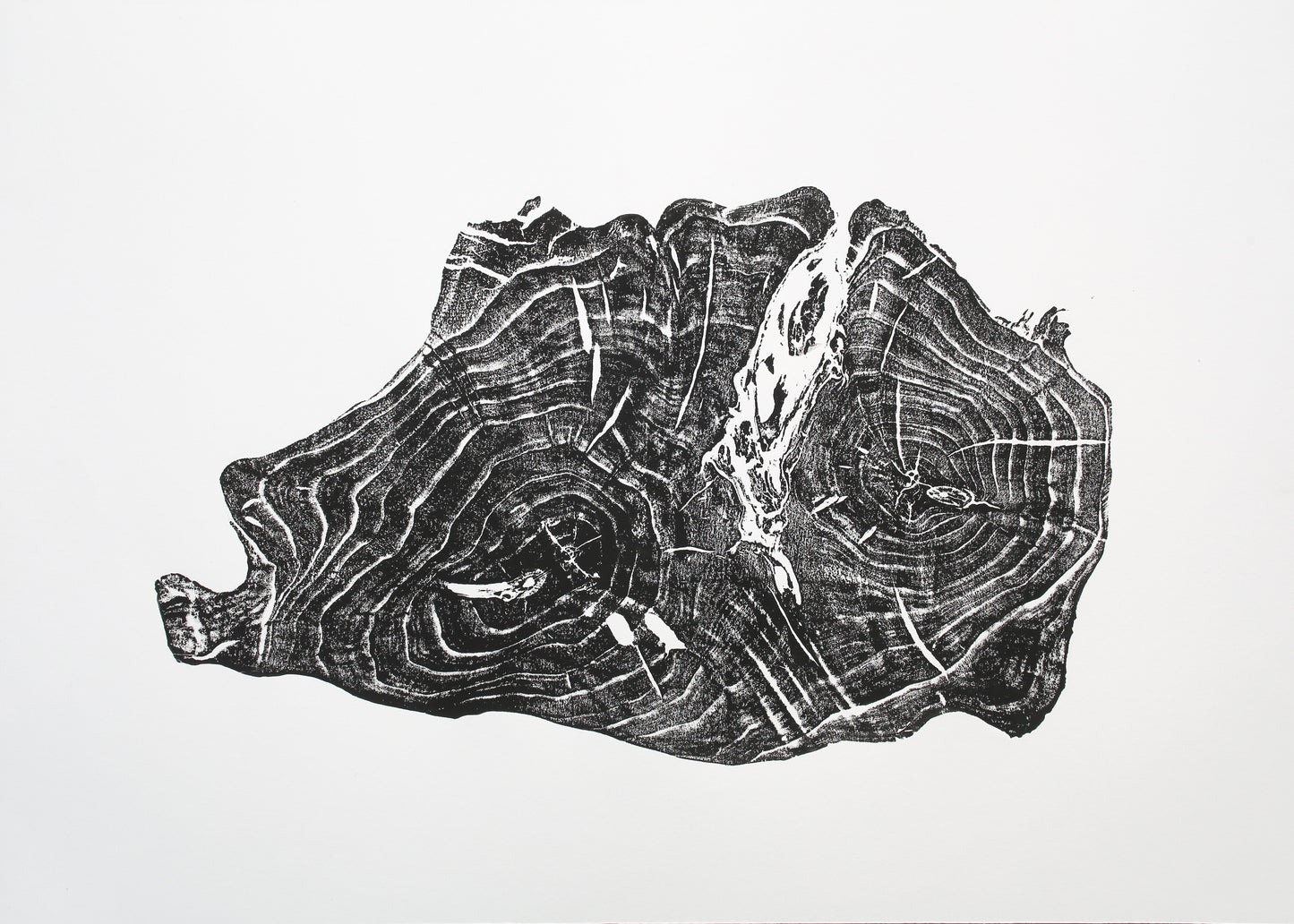 Irregular black and white monoprint of a tree root cross-section, displaying concentric growth rings and natural textures.