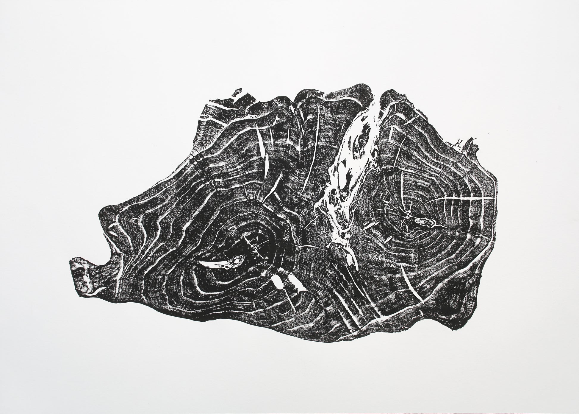 Irregular black and white monoprint of a tree root cross-section, displaying concentric growth rings and natural textures.