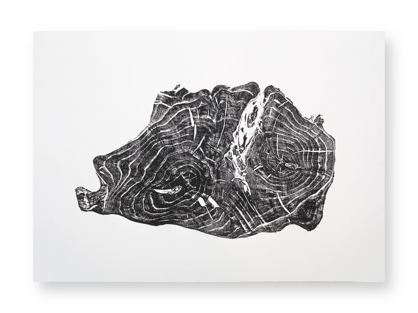A black and white print on paper, showing a tree root impression with concentric growth rings.