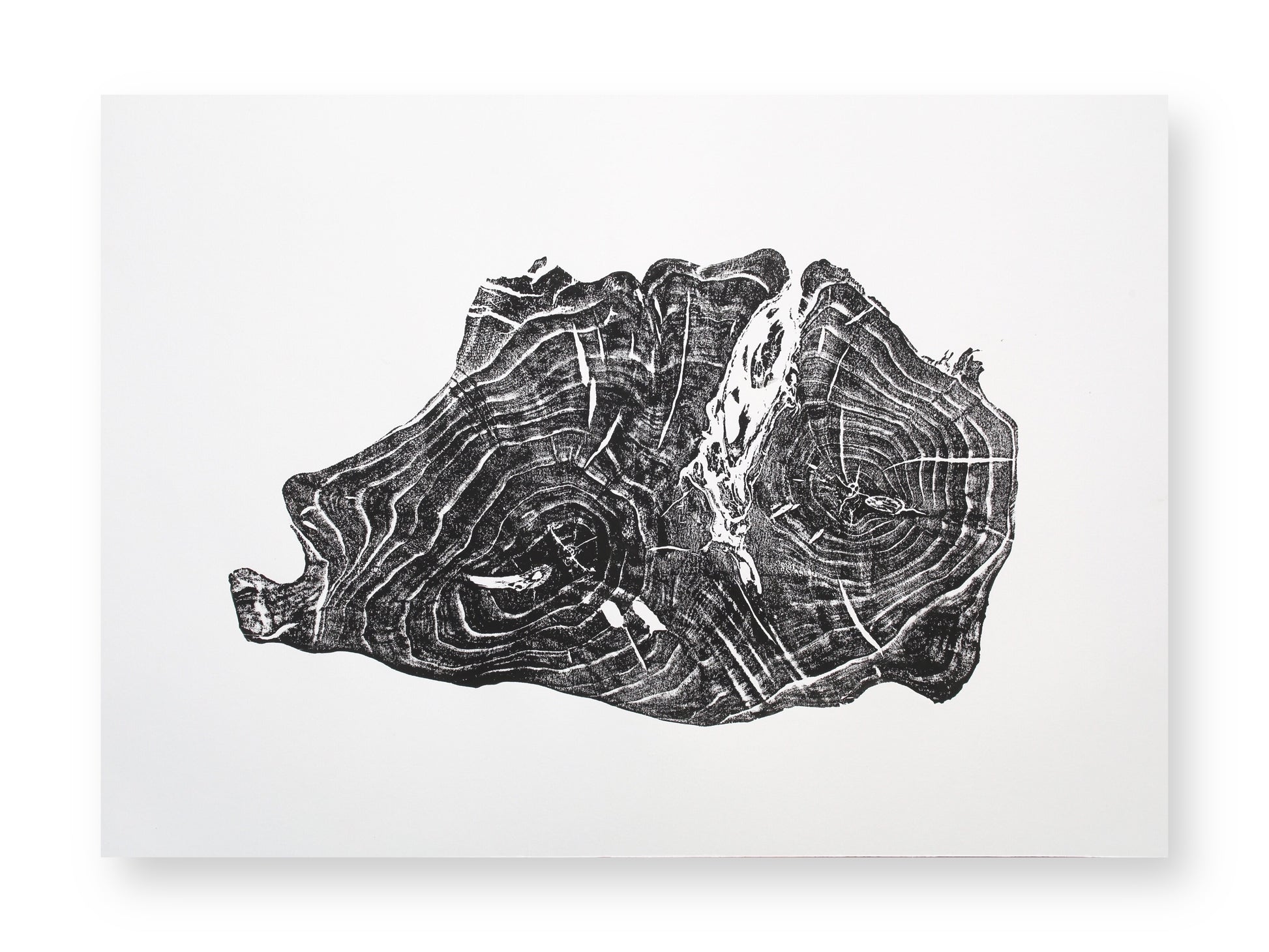 A black and white print on paper, showing a tree root impression with concentric growth rings.