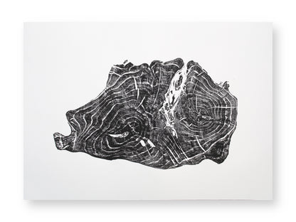 A black and white print on paper, showing a tree root impression with concentric growth rings.