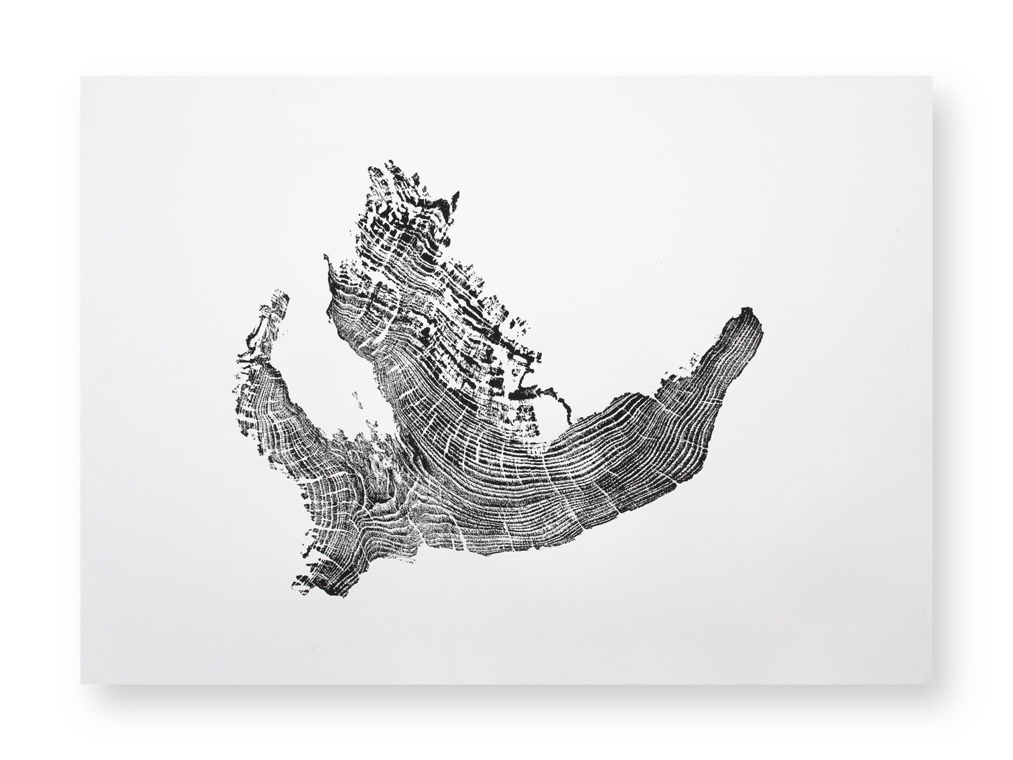 An irregular black tree root slice impression with distinct, textured concentric rings on white paper.