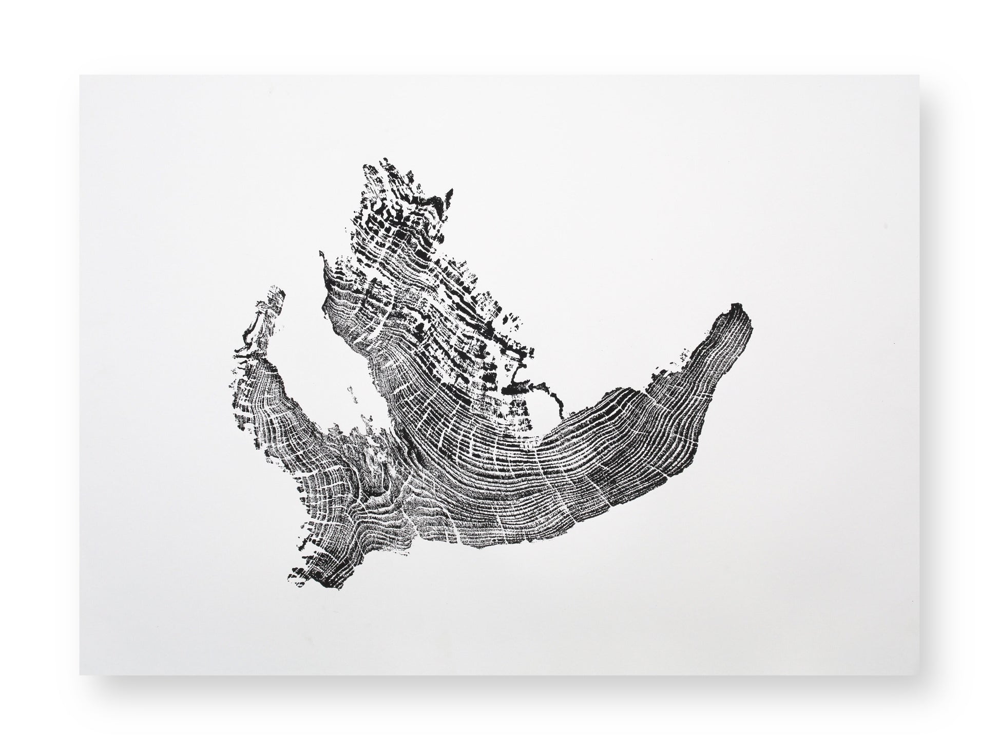 An irregular black tree root slice impression with distinct, textured concentric rings on white paper.