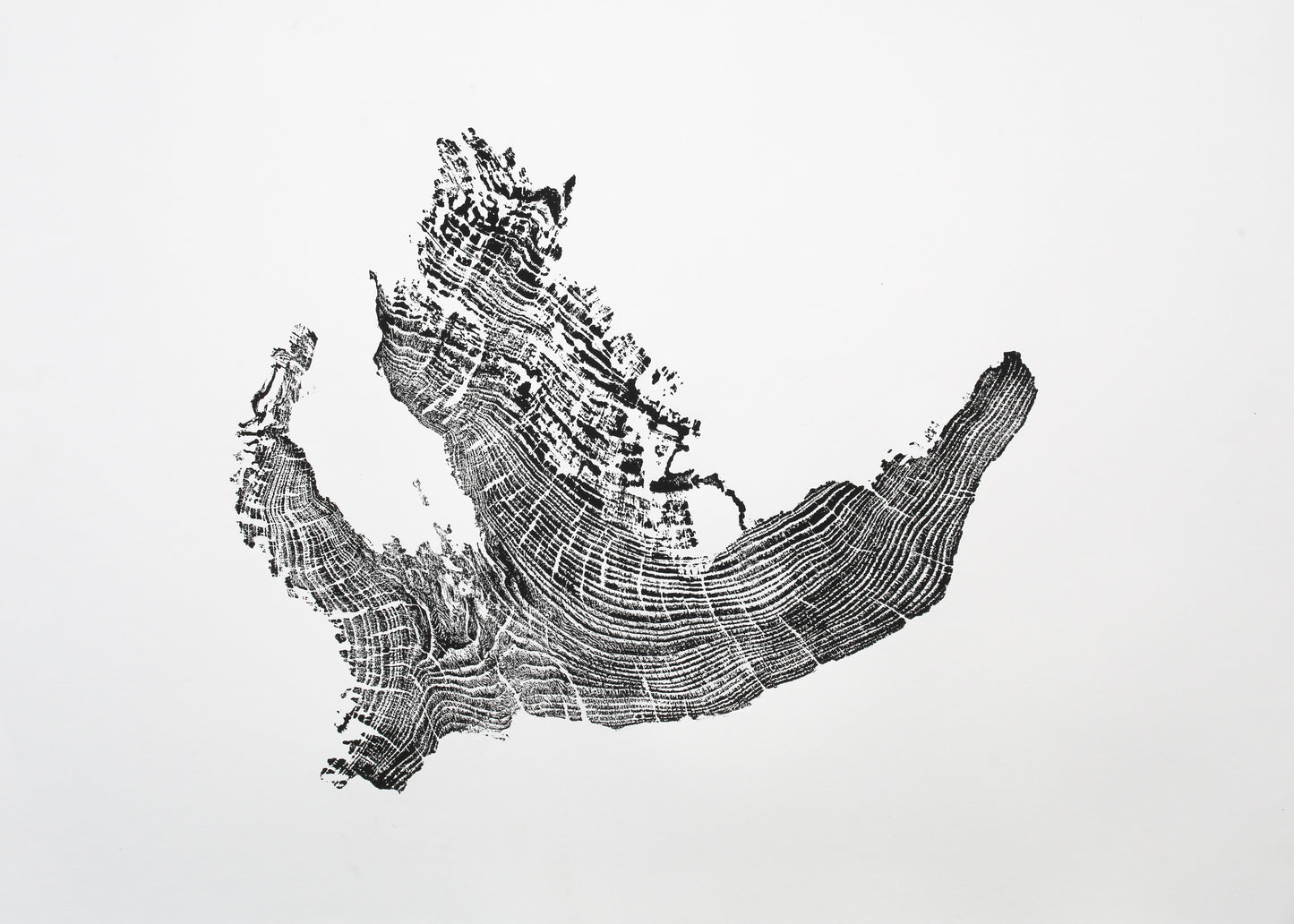 A single black and white monoprint depicts an irregular tree root impression with detailed, concentric growth rings.