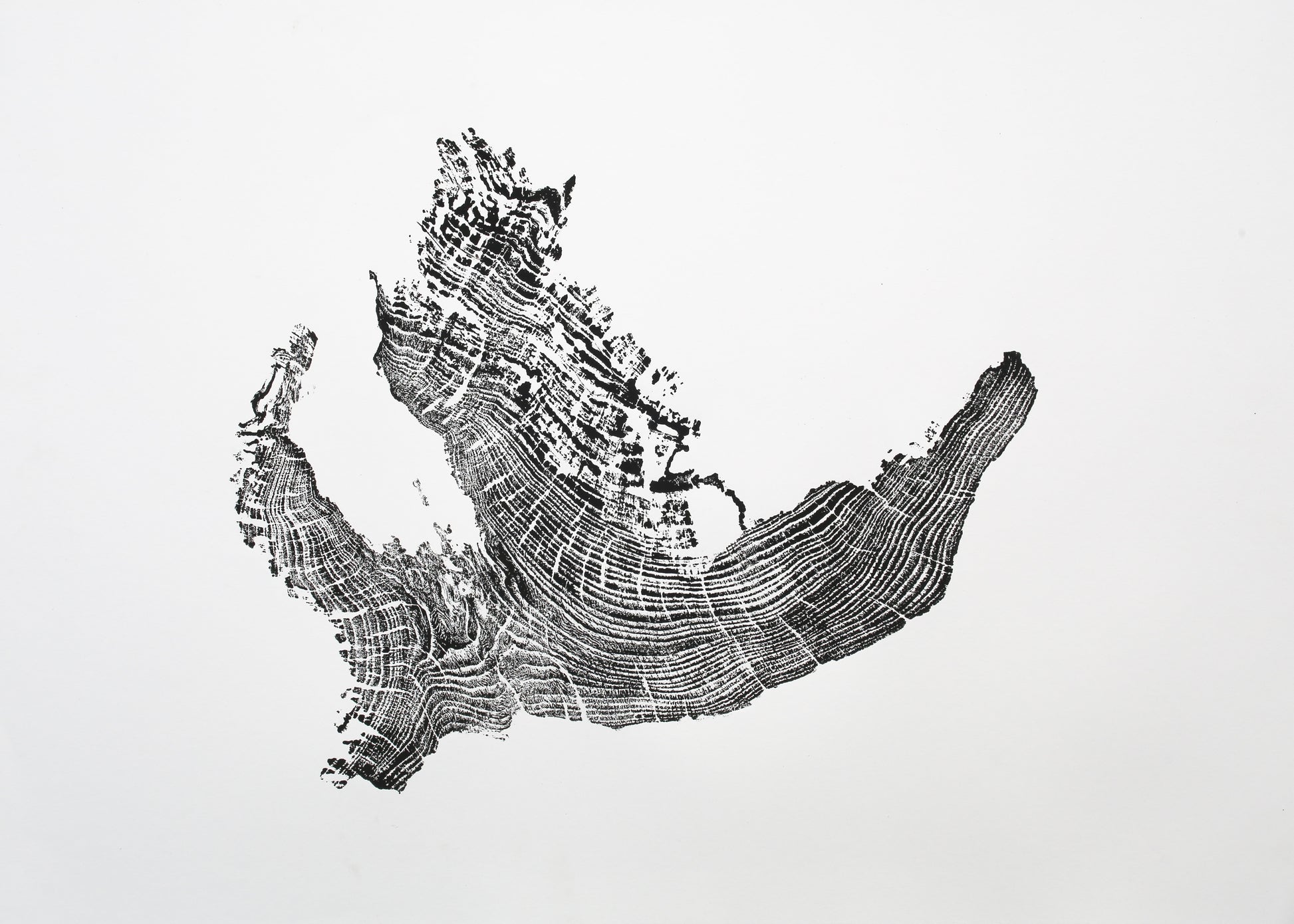 A single black and white monoprint depicts an irregular tree root impression with detailed, concentric growth rings.