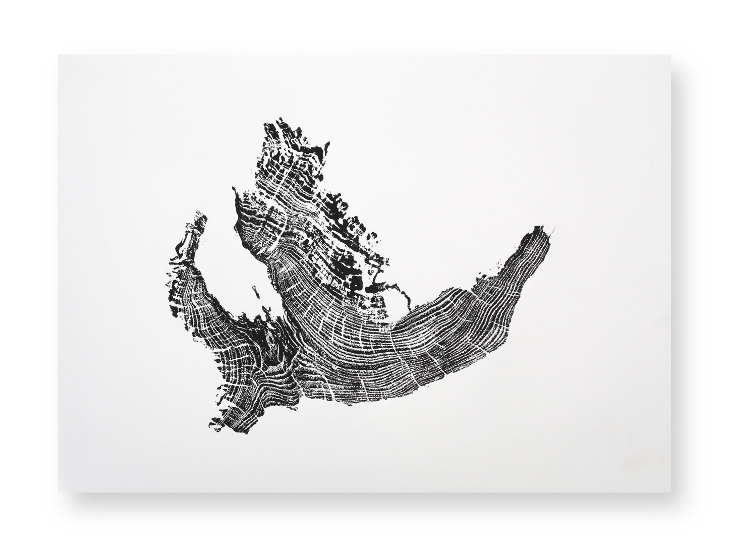 A black and white monoprint depicts an irregular tree root slice impression with textured concentric patterns.
