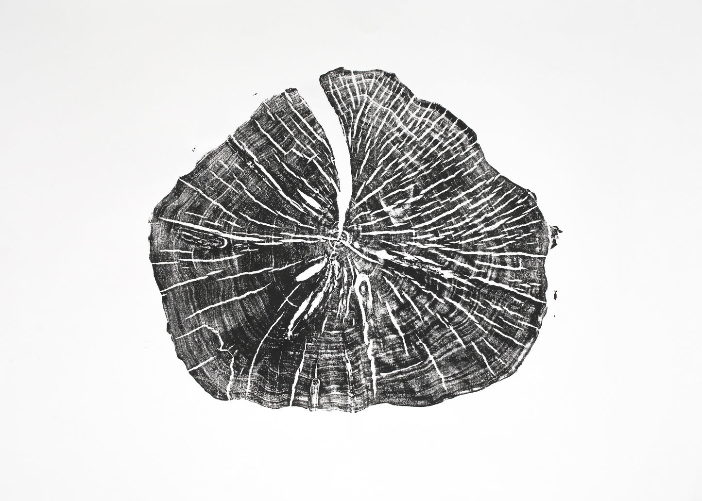 Black and white woodcut monoprint of an irregular tree root slice, displaying concentric rings and a central crack.
