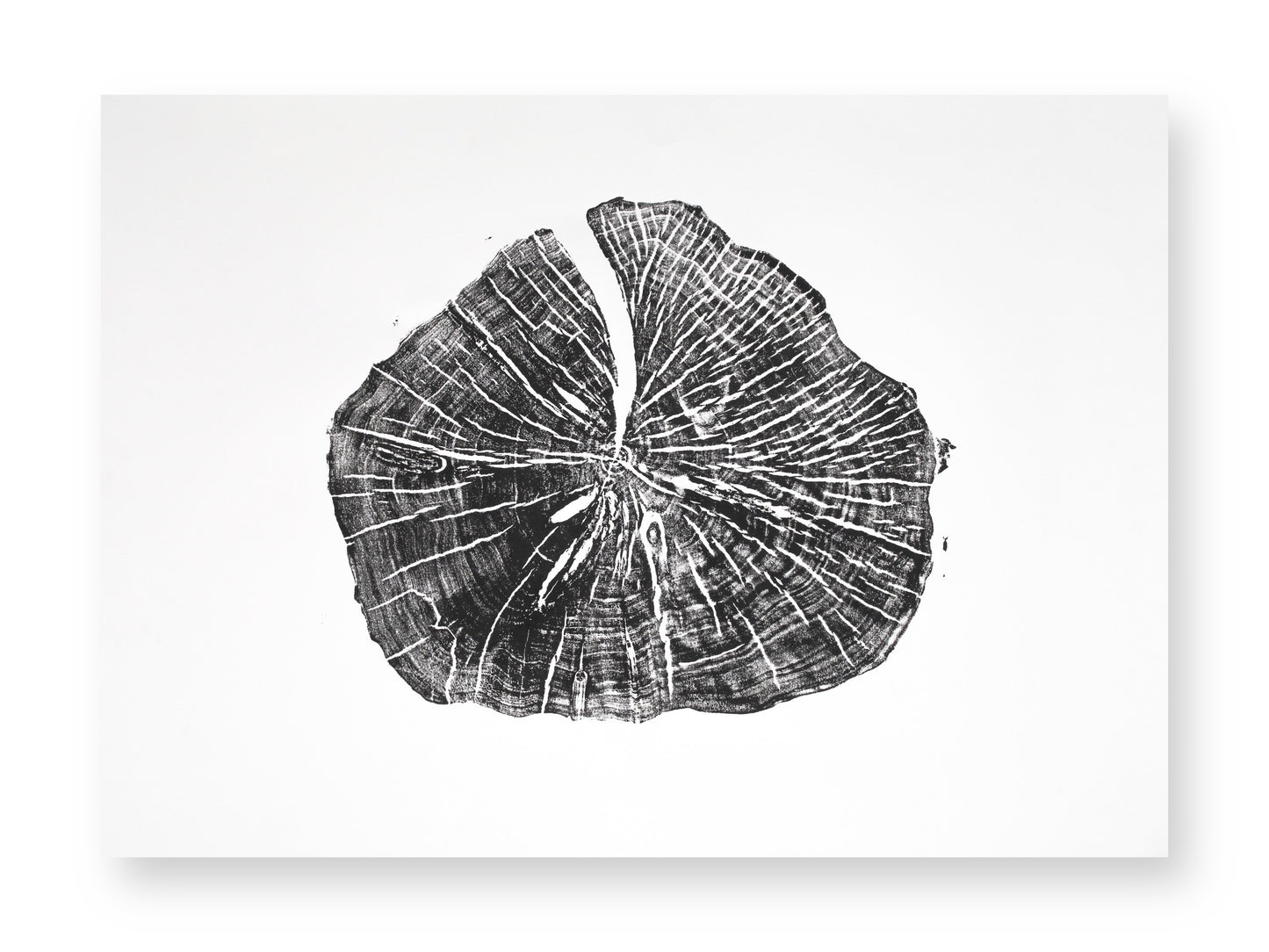 A rectangular white paper displays a black tree root slice print, with detailed dark rings and radiating lines.