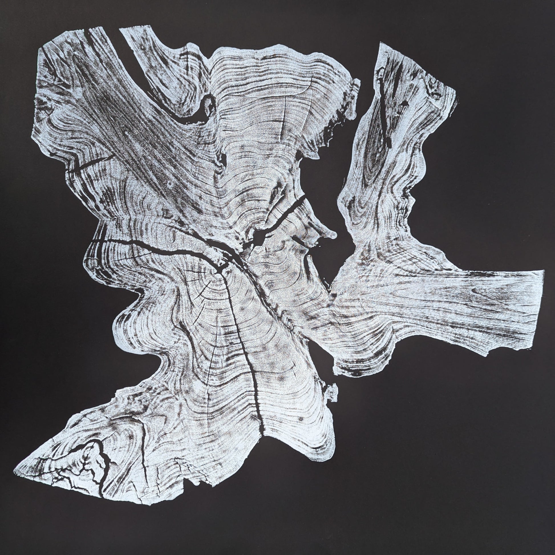 Hand-pulled monoprint of an irregular white tree root cross-section, showing rings and deep dark cracks on black.