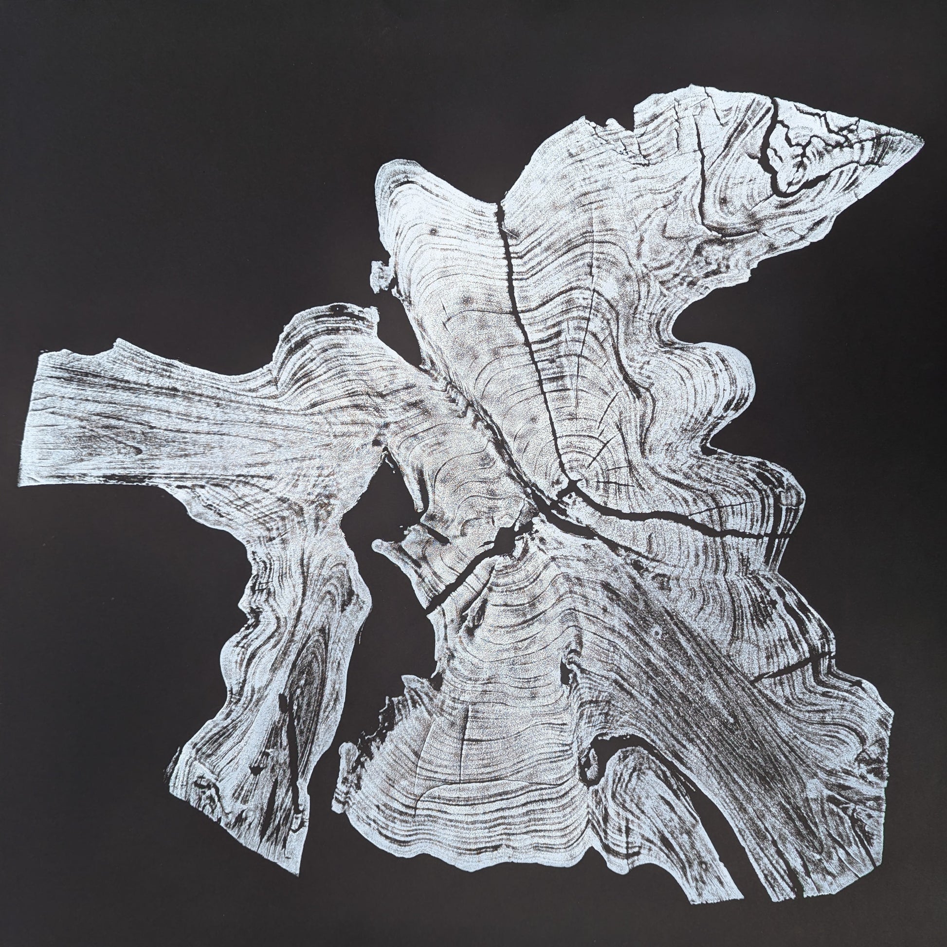Woodcut monoprint of an irregular white tree root slice on black, with prominent growth rings and cracks.