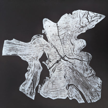 Woodcut monoprint of an irregular white tree root slice on black, with prominent growth rings and cracks.