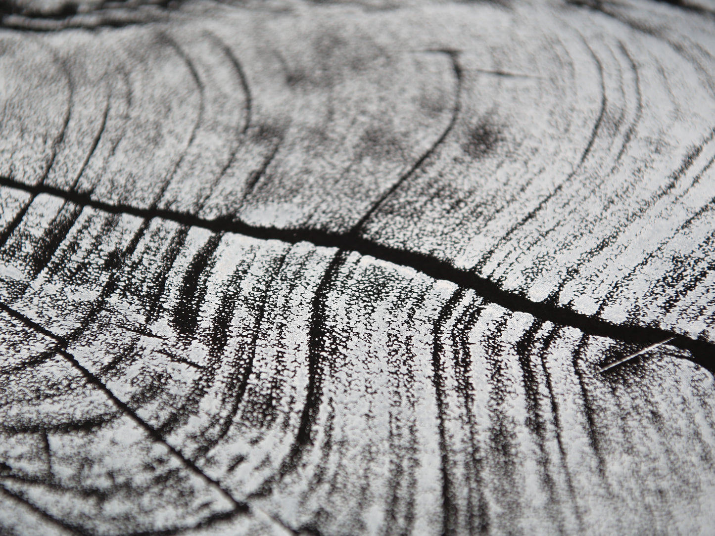 Impression of an irregular tree root slice in white, with textured grain and dark cracks on black.