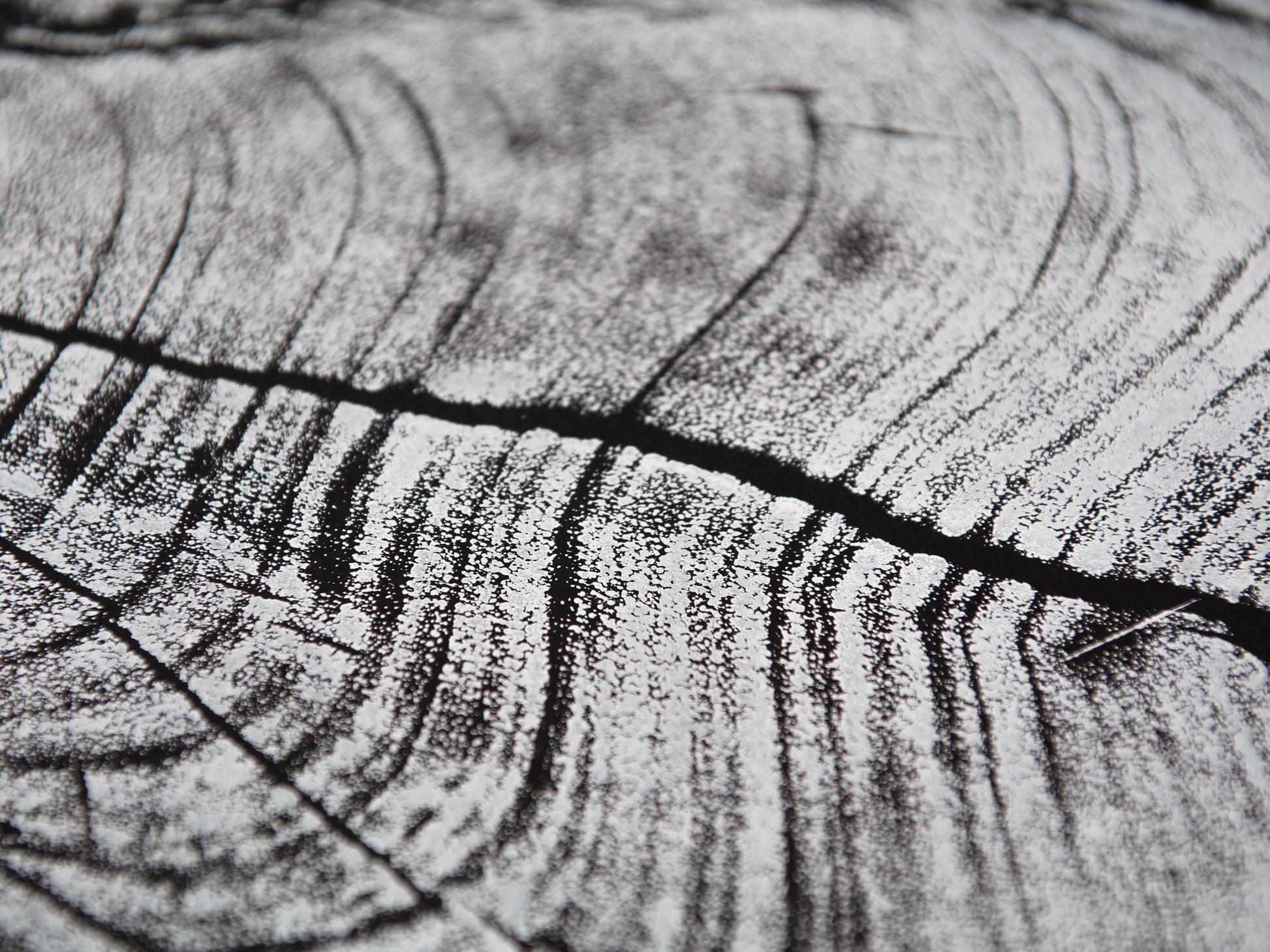 Impression of an irregular tree root slice in white, with textured grain and dark cracks on black.