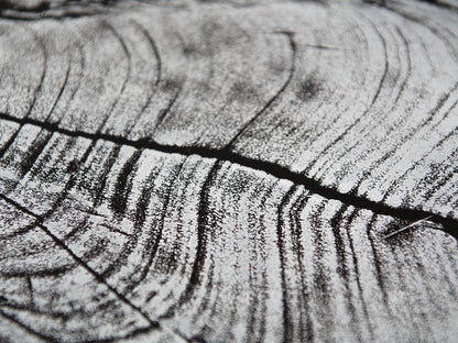 Impression of an irregular tree root slice in white, with textured grain and dark cracks on black.
