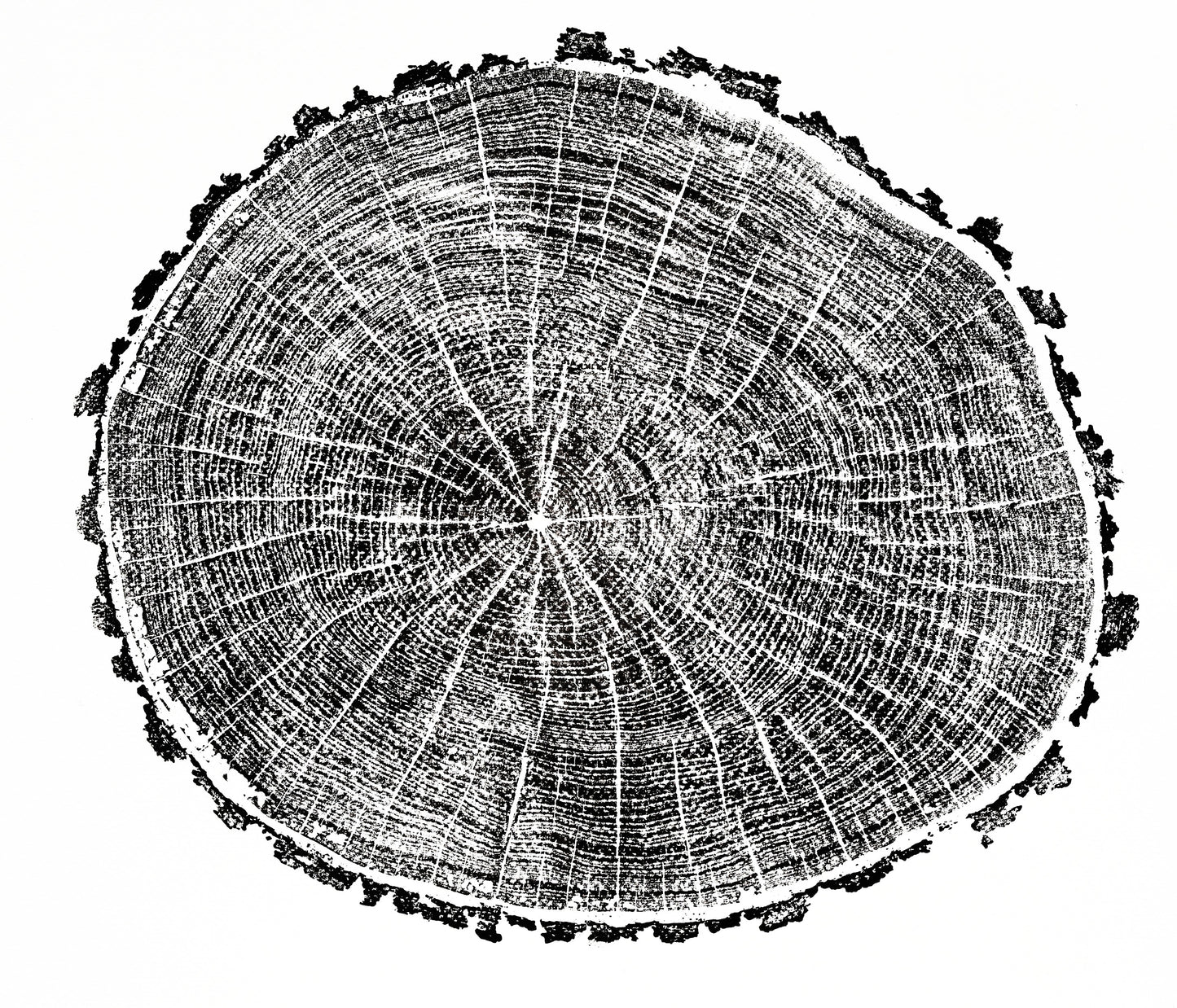 Black and white woodcut monoprint showing intricate tree rings, radial lines, and a textured bark edge.