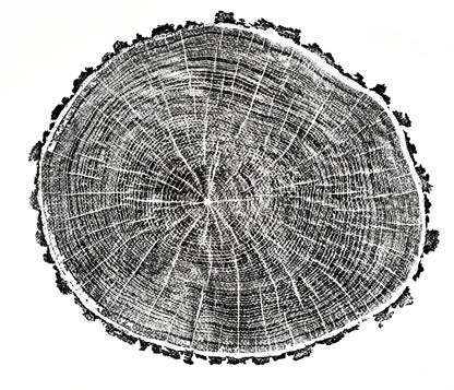 Black and white woodcut monoprint showing intricate tree rings, radial lines, and a textured bark edge.