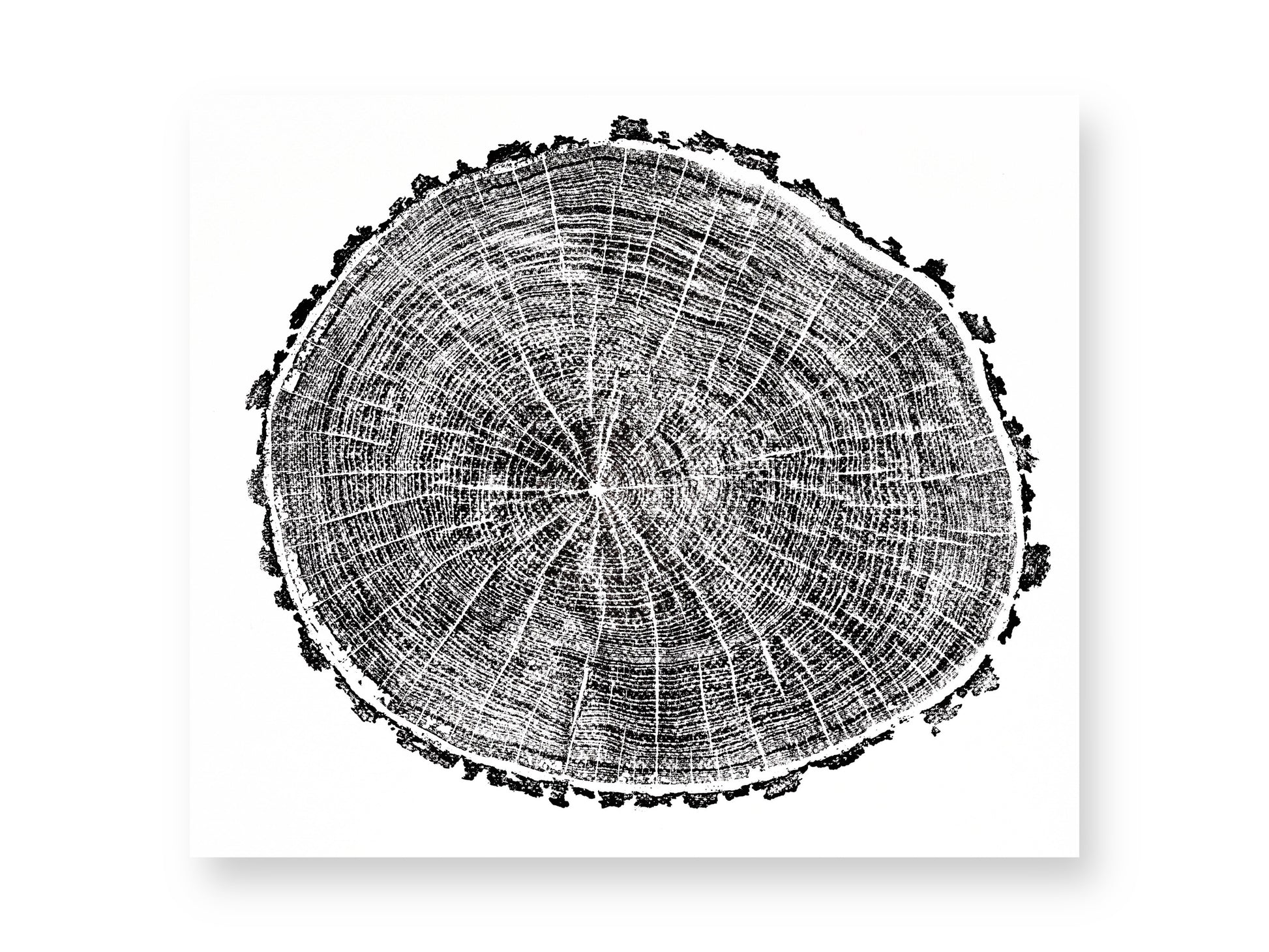 Woodcut print depicting a tree's cross-section with dark concentric rings, radial lines, and an irregular textured edge.