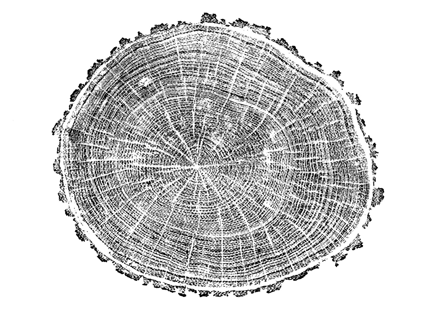 Monochromatic woodcut print depicting a tree ring slice with intricate concentric circles and textured bark edge.
