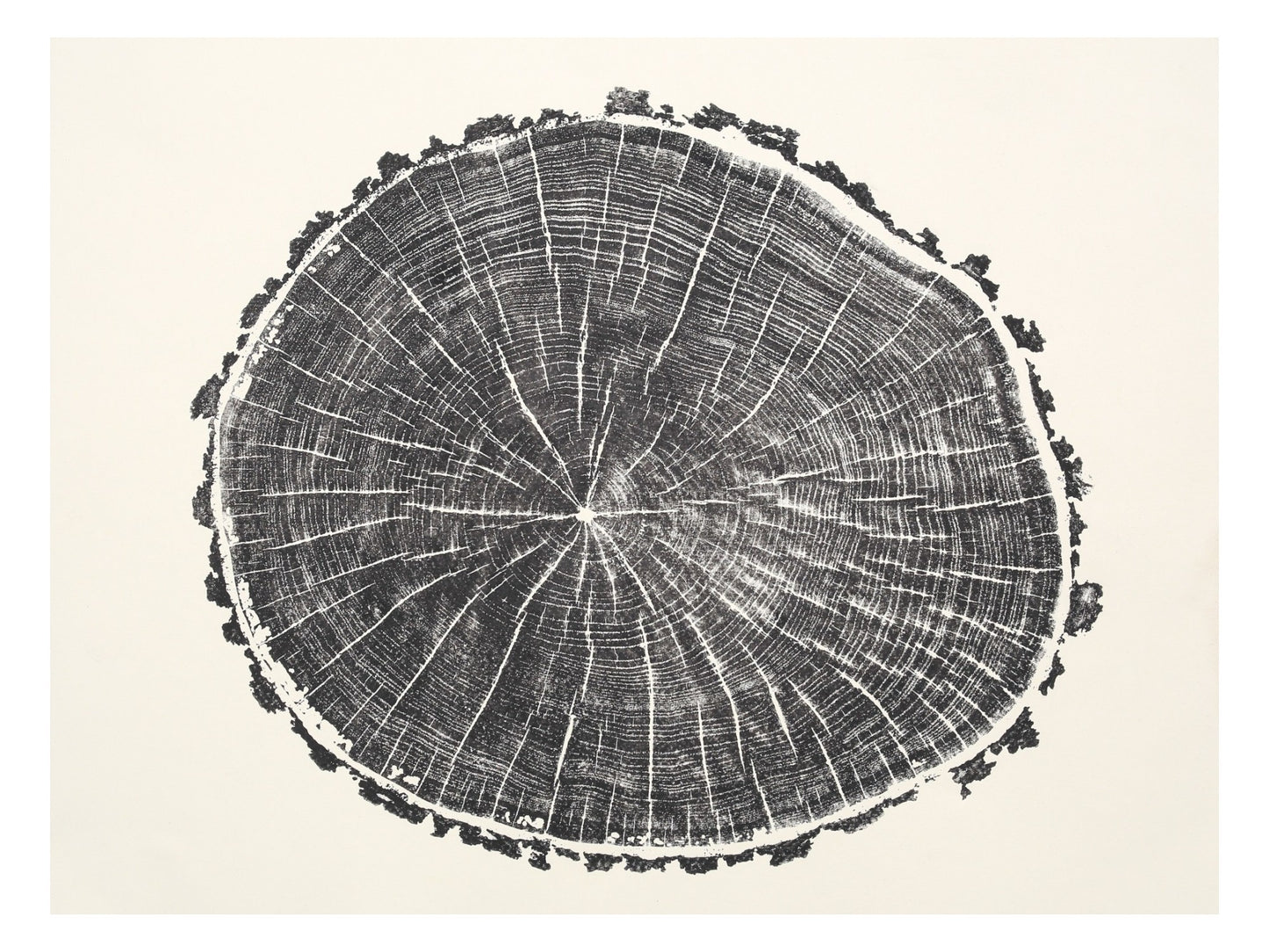 Intricate black impression of a tree root slice with concentric rings and radial lines on light paper.