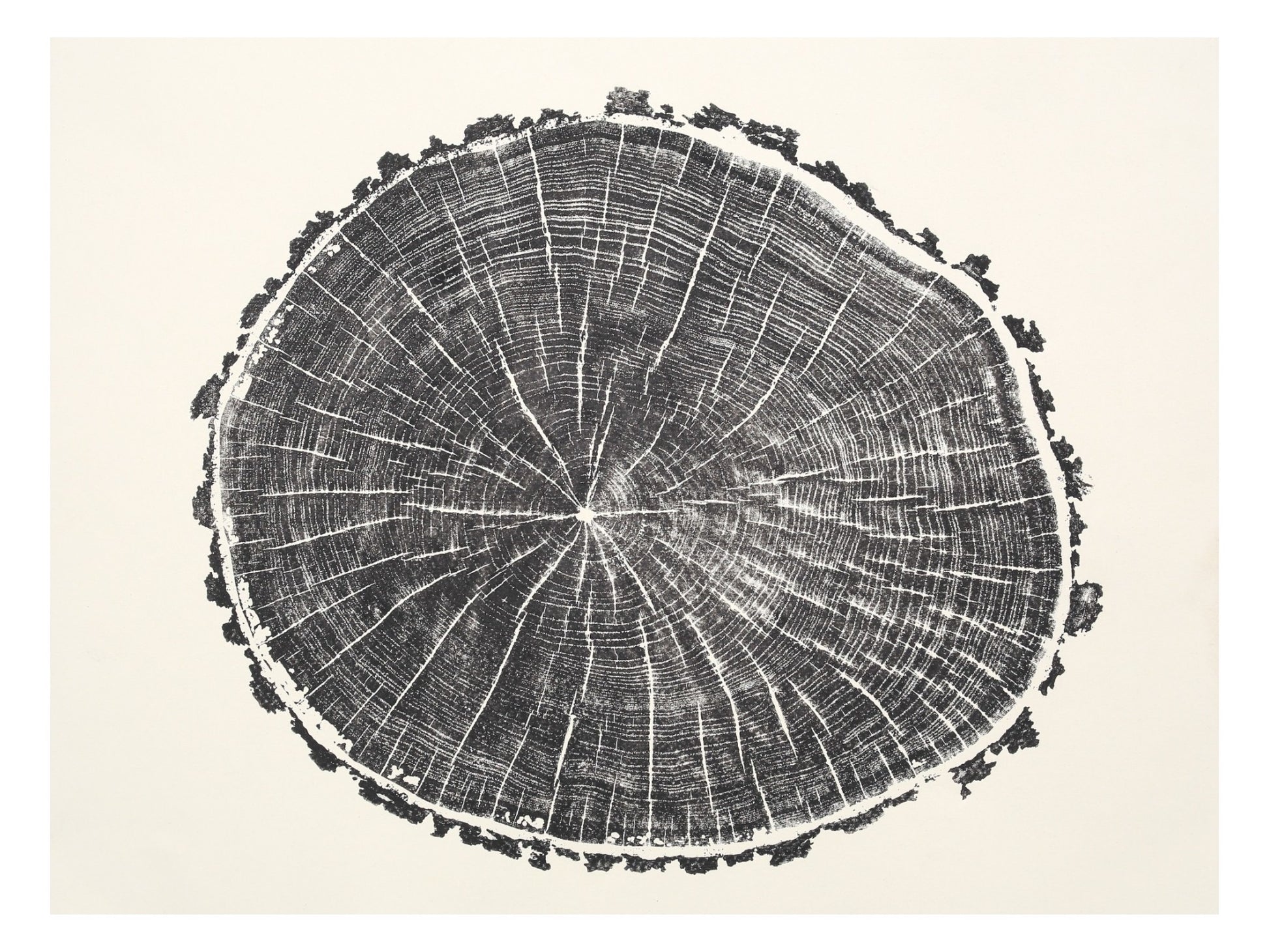 Intricate black impression of a tree root slice with concentric rings and radial lines on light paper.