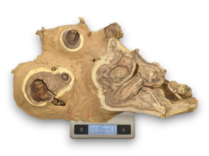 A raw Japanese Pagoda tree burl slab with prominent knots is being weighed on a digital scale.
