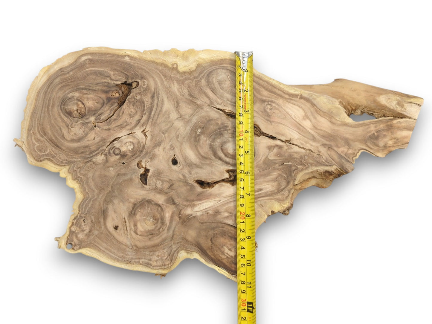 An irregularly shaped wood burl slab with swirling grain, its vertical dimension shown by a tape measure.