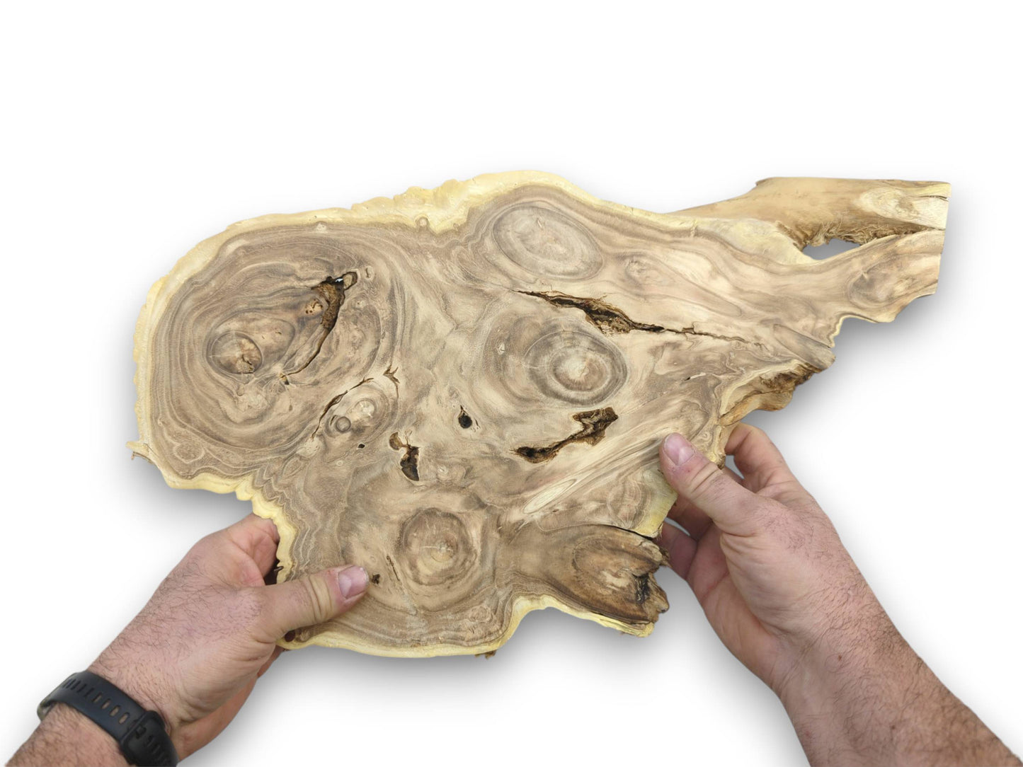 A pair of hands holds up a Japanese pagoda burl wood slice, displaying its swirling grain.