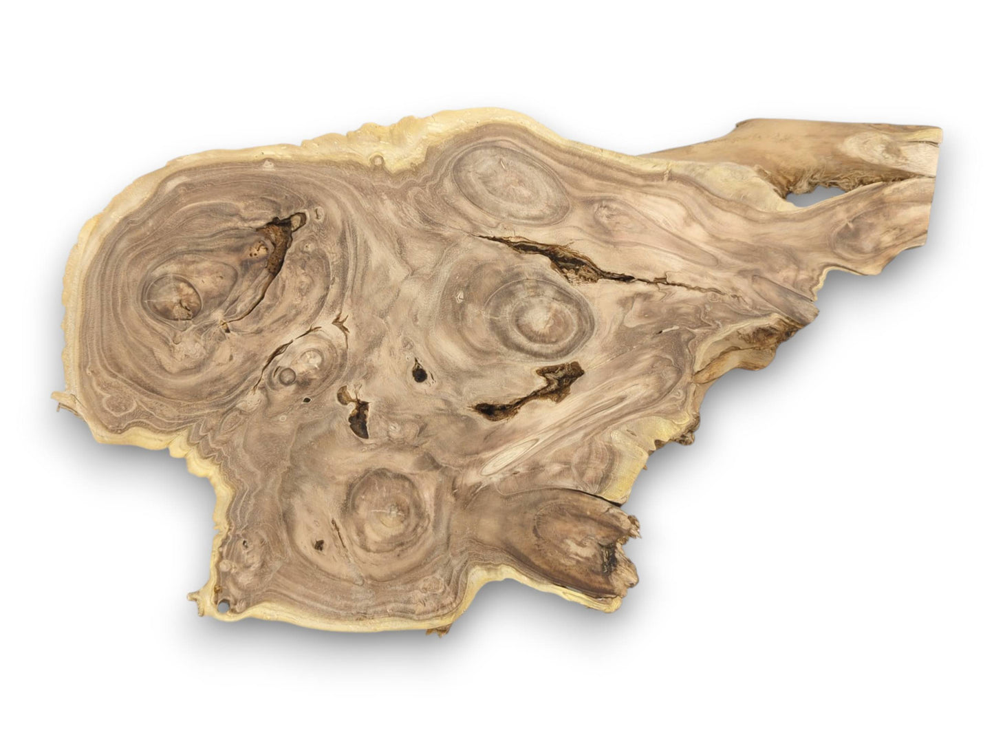 An asymmetrical Japanese Pagoda tree burl slab, photographed from above to show its concentric grain.