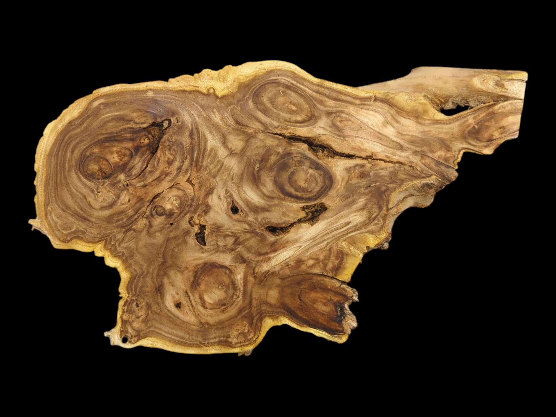 An irregular burl wood crosscut slab with pronounced figuring and a lighter live edge on black.