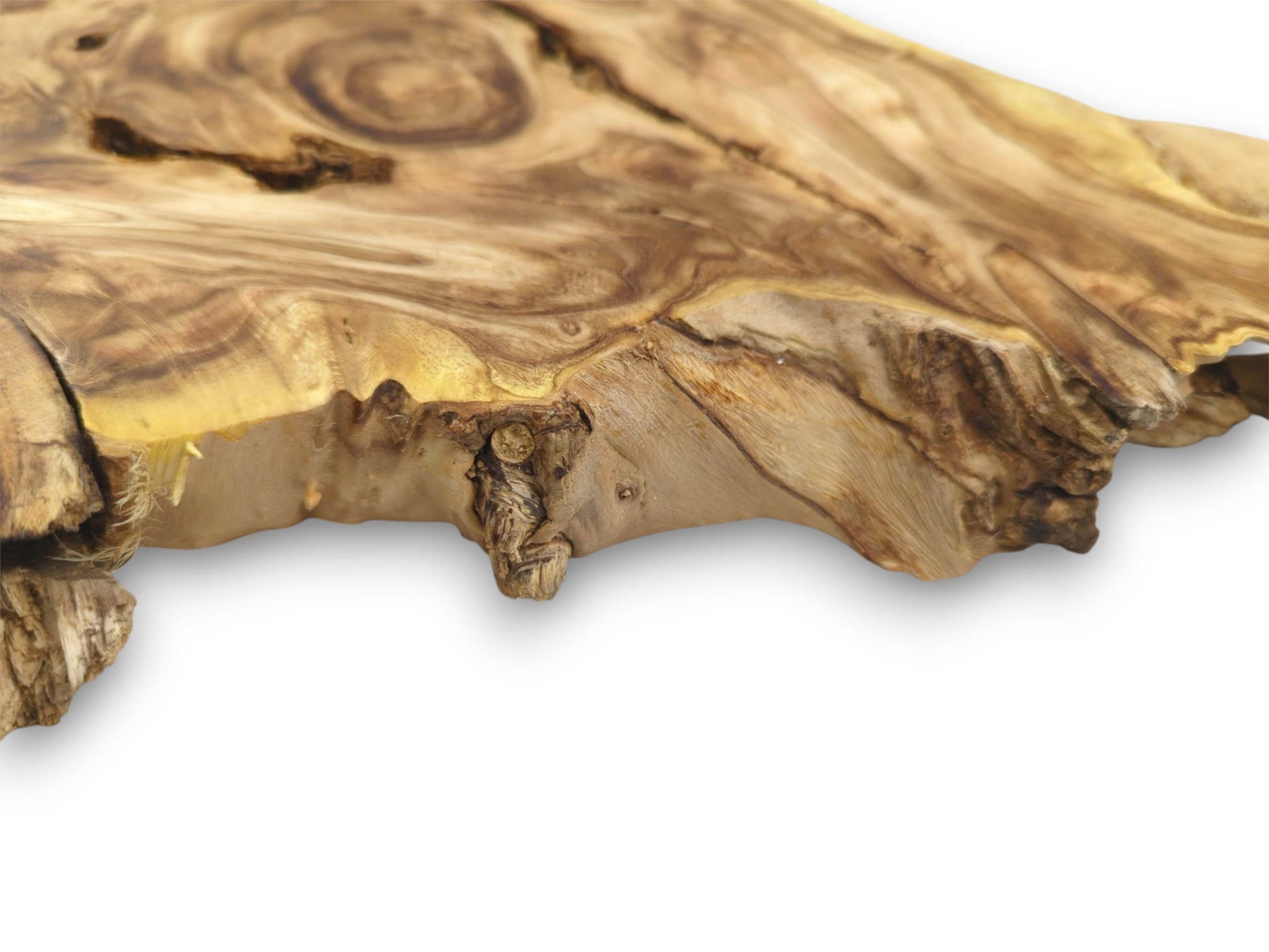 An angled close-up highlighting the thick profile and textured, knotty live edge of a burl wood slice.