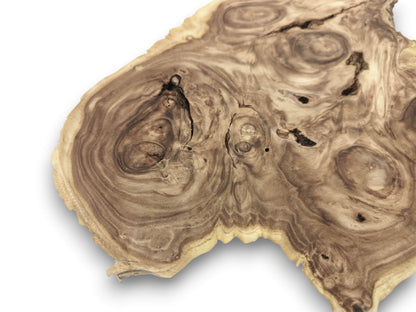 An offset photograph of a wood burl slice, highlighting its numerous eye-like knots and voids.