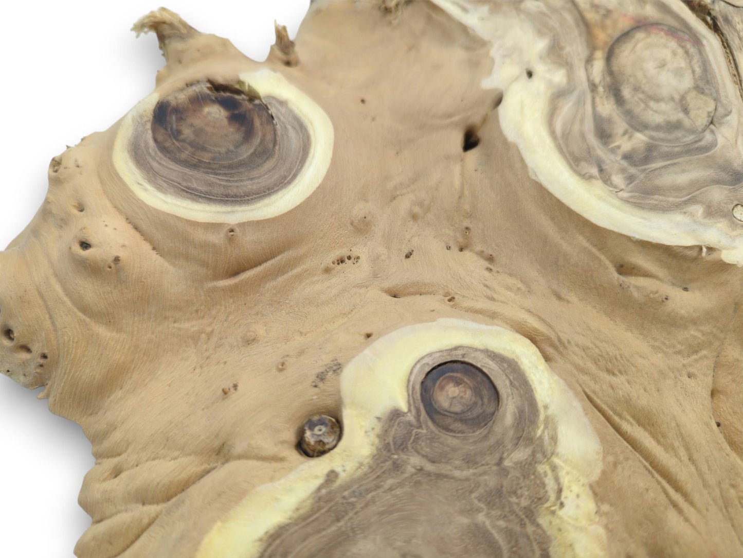 Extreme close-up on a burl wood section, showing dark knots encircled by rings of pale wood.