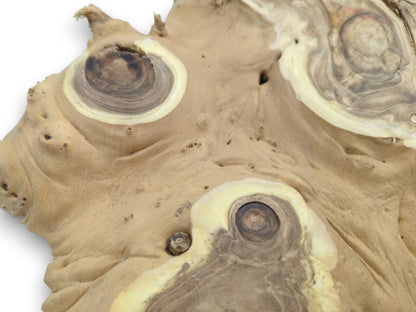 Extreme close-up on a burl wood section, showing dark knots encircled by rings of pale wood.