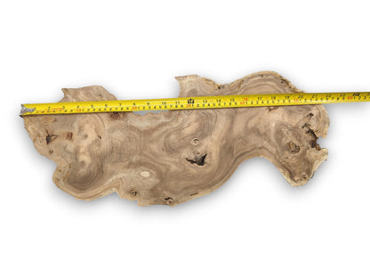 An overhead photograph of a raw wood slice, its horizontal dimension indicated by a measuring tape.