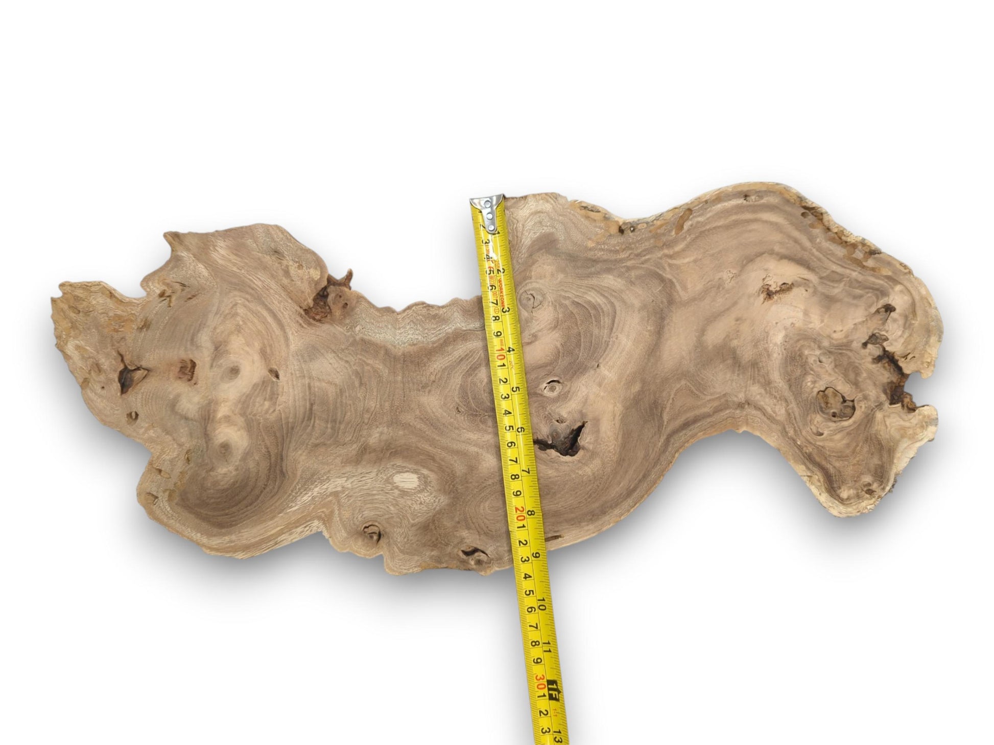 An irregularly shaped Japanese Pagoda wood slice with its vertical length measured by a yellow tape measure.