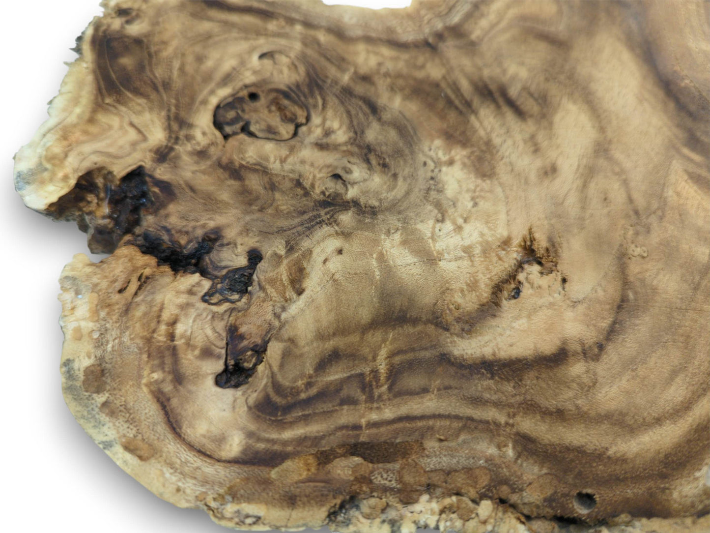 A detailed close-up of a burl wood slab, highlighting its contoured grain and dark natural voids.