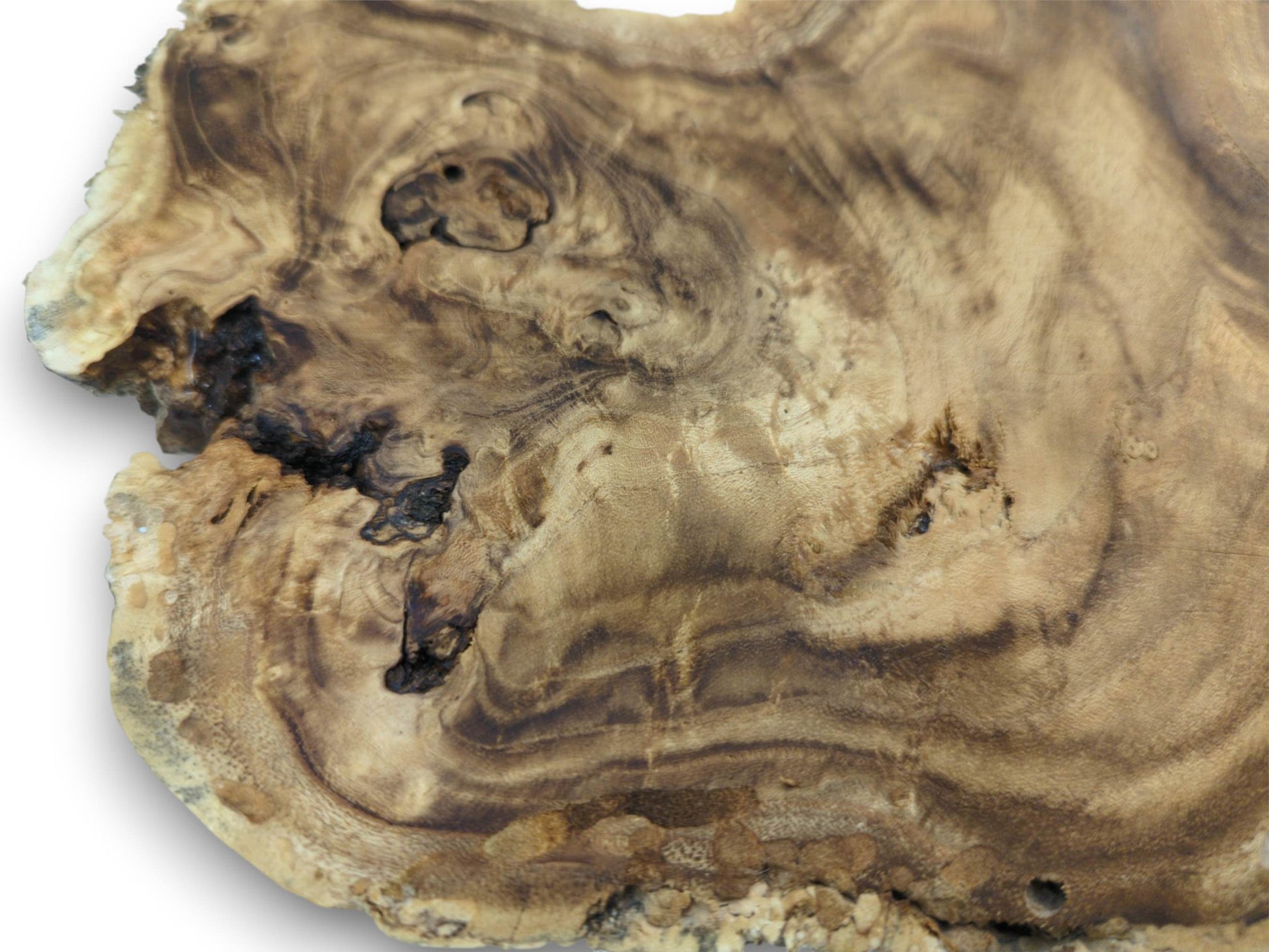 A detailed close-up of a burl wood slab, highlighting its contoured grain and dark natural voids.