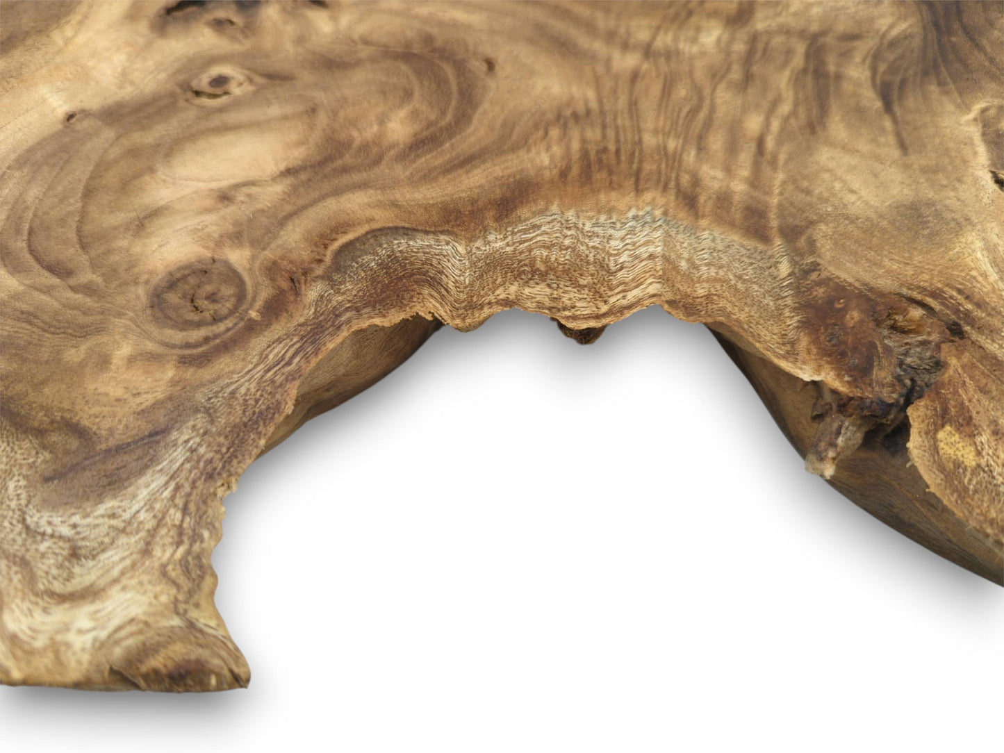 Partial view of a wood burl slab, emphasizing the irregular live edge and distinct wood knots.