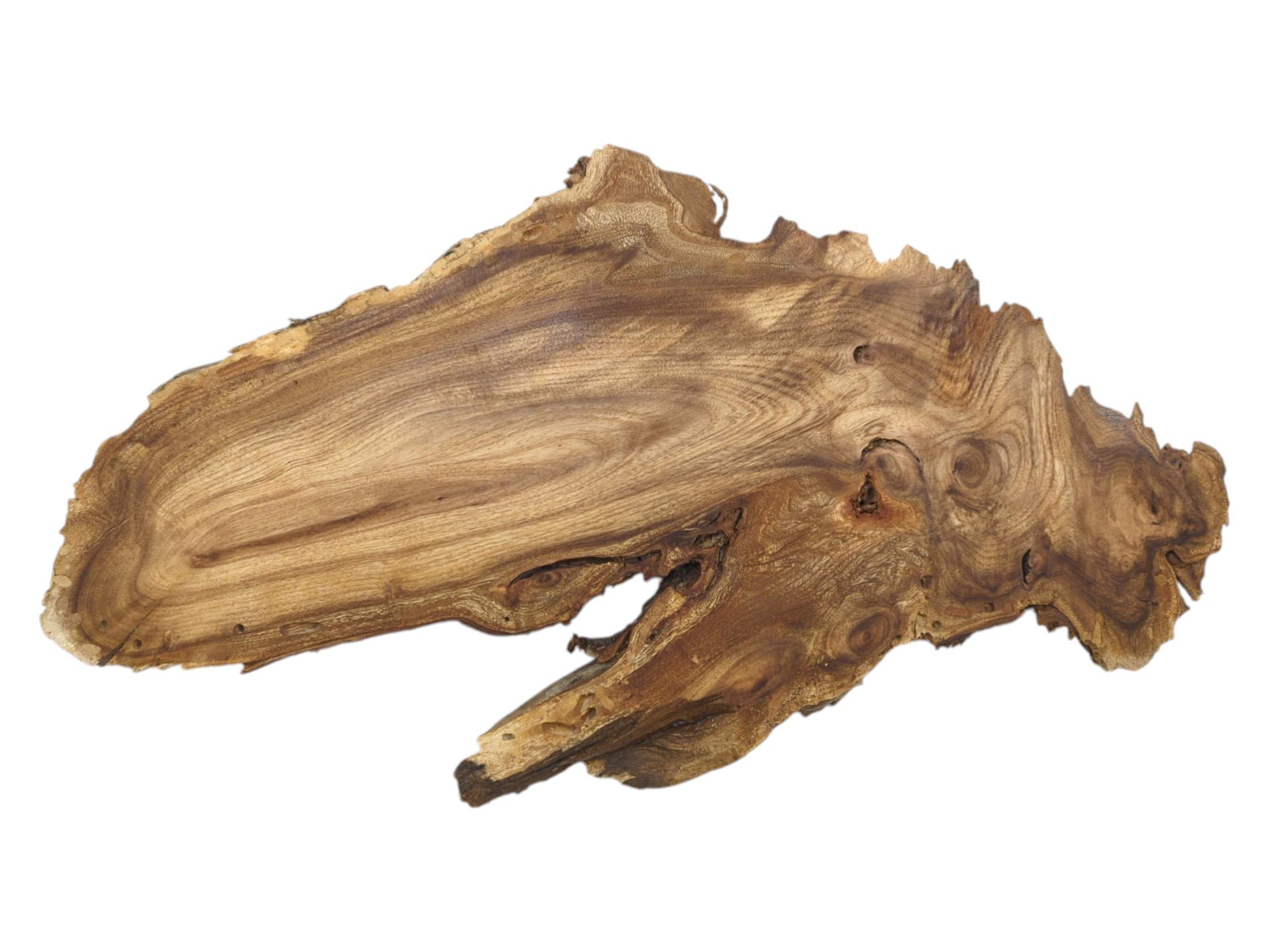 An overhead view of a wood slab with contoured grain and a rough, knot-filled side.