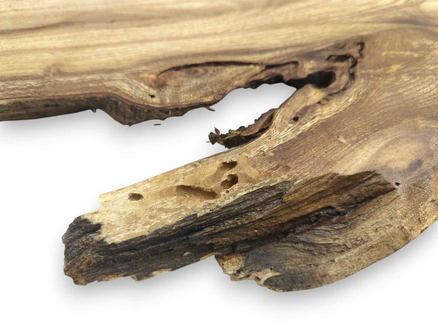 A close-up on a gnarled timber edge reveals a large void and insect-bored texture.