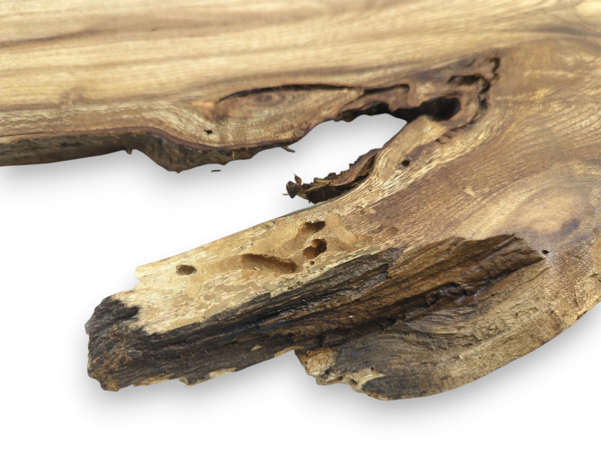 A close-up on a gnarled timber edge reveals a large void and insect-bored texture.